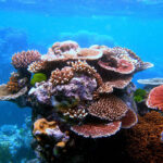 Cómo experimentar la gran barrera de arrecife en Australia