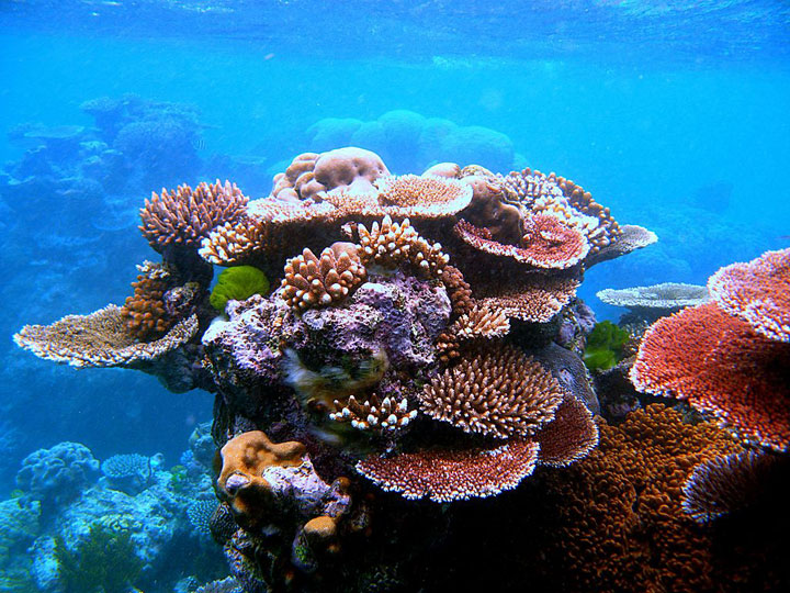 Cómo experimentar la gran barrera de arrecife en Australia - 3