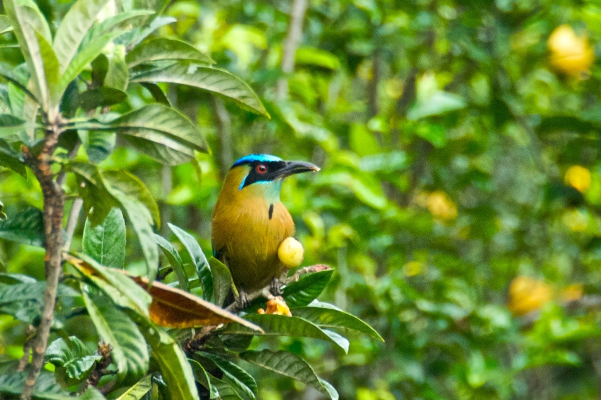 7 pájaros únicos para buscar en Costa Rica - 11