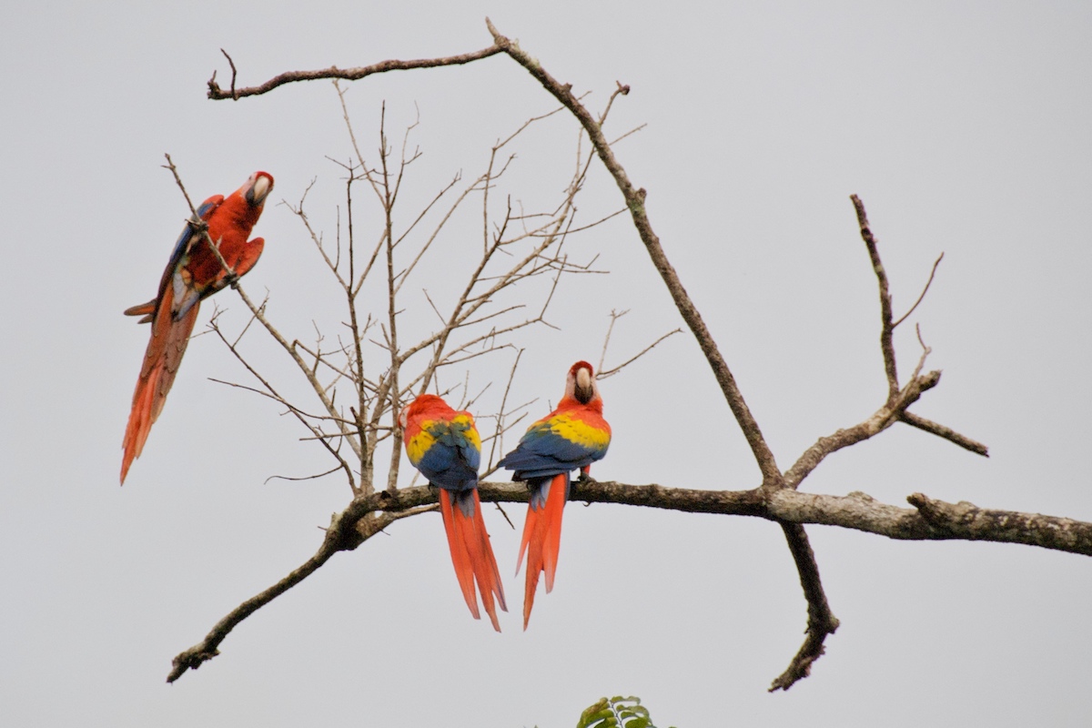 7 pájaros únicos para buscar en Costa Rica - 21