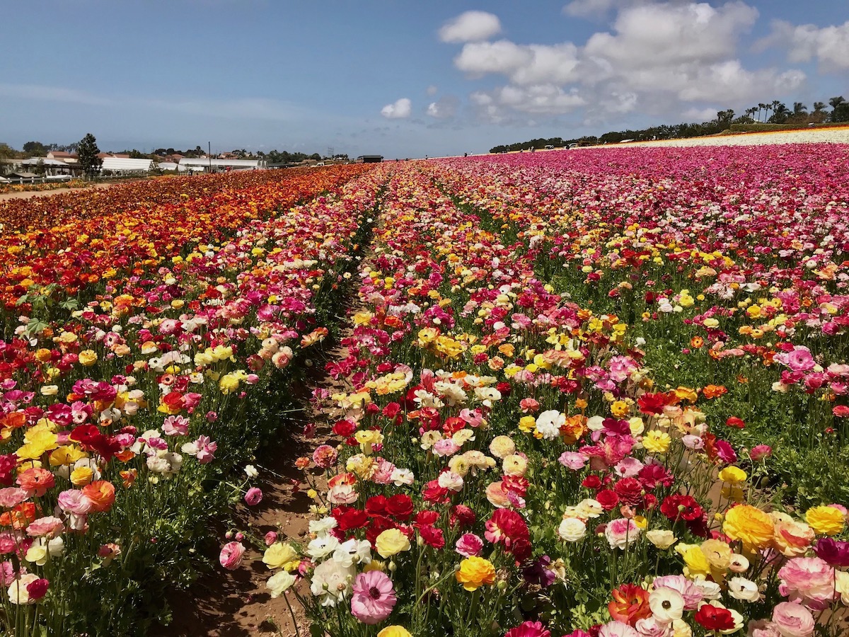 9 consejos para visitar los hermosos campos de flores de Carlsbad esta primavera - 17