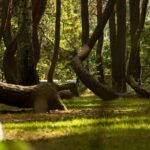 Bosque Gryfino: Qué saber sobre el bosque torcido en Polonia