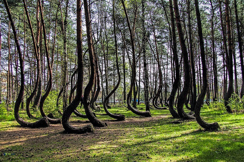 Bosque Gryfino: Qué saber sobre el bosque torcido en Polonia - 9