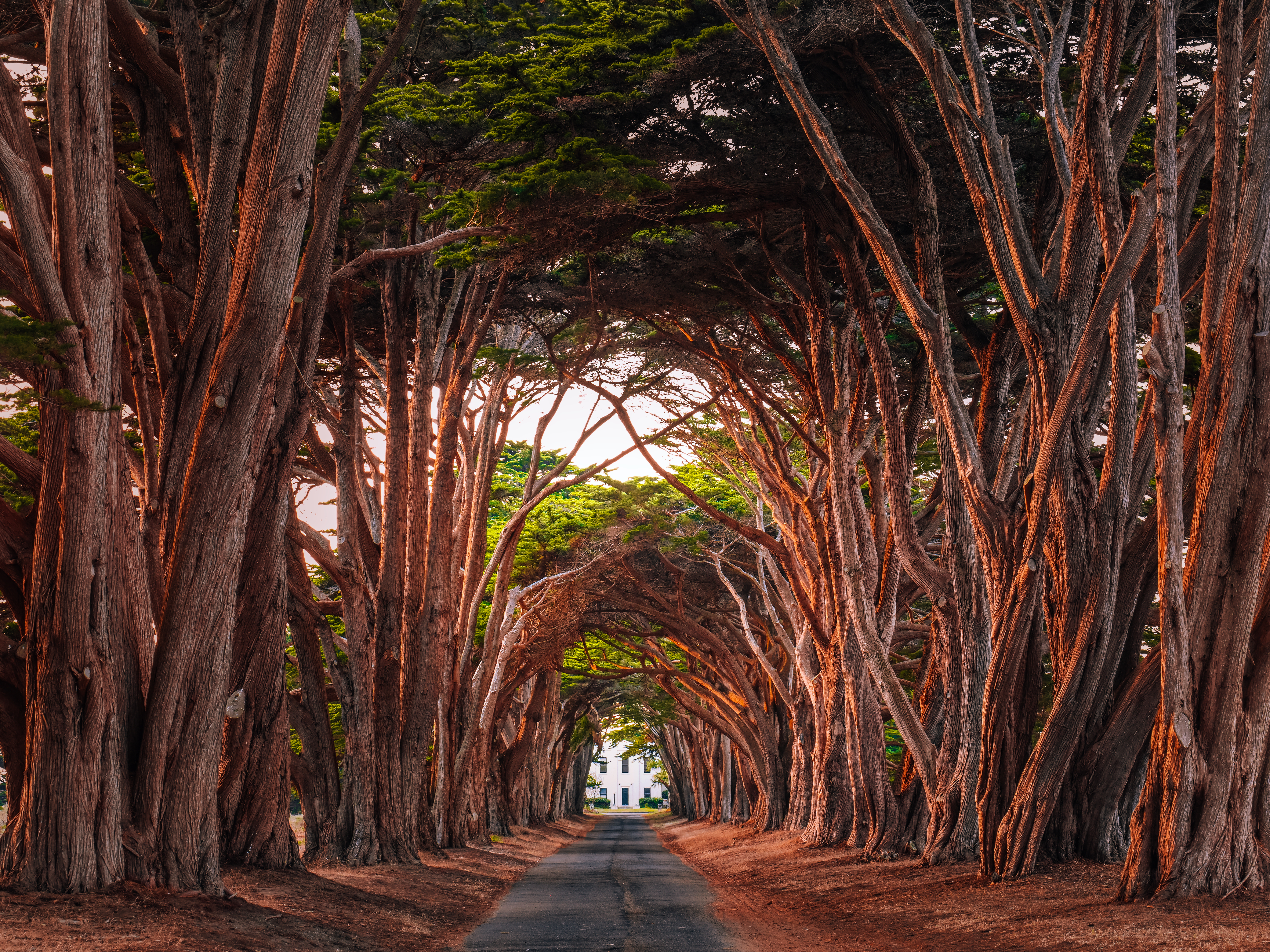 8 increíbles túneles de árboles que vale la pena planificar un viaje - 17