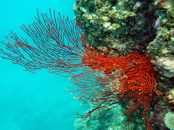 Cómo experimentar la gran barrera de arrecife en Australia - 13