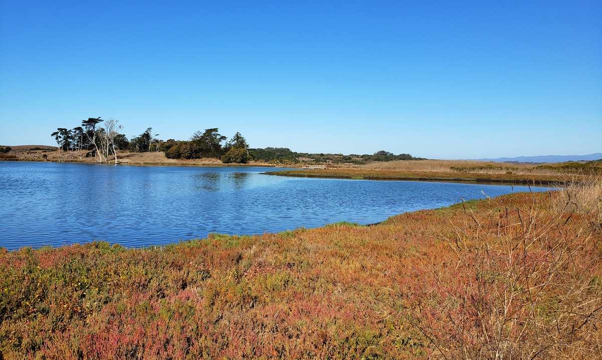 5 mejores lugares para observación de aves cerca de la bahía de Monterey - 11