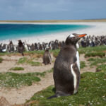 7 lugares para ver pingüinos en la naturaleza