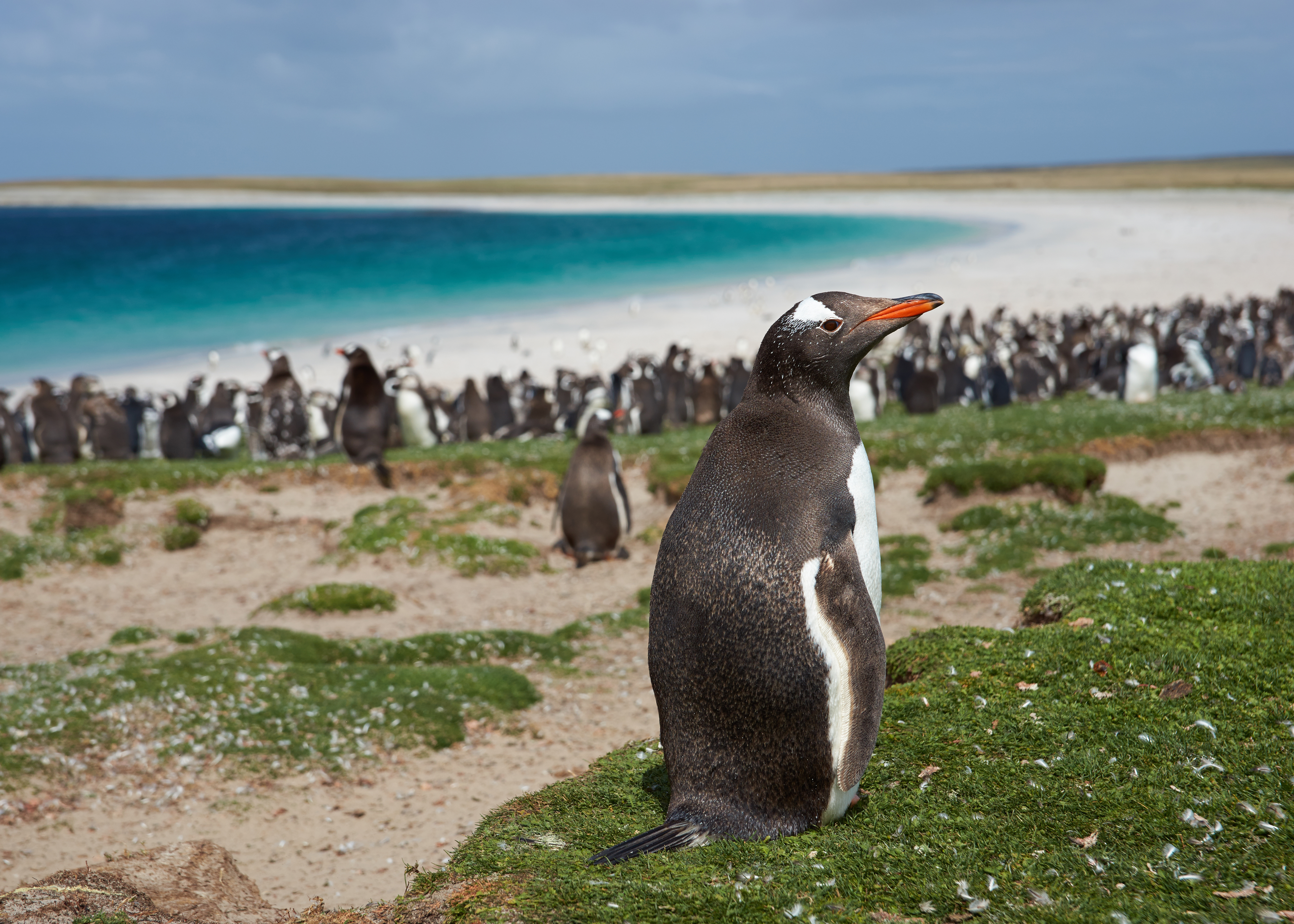 7 lugares para ver pingüinos en la naturaleza - 3