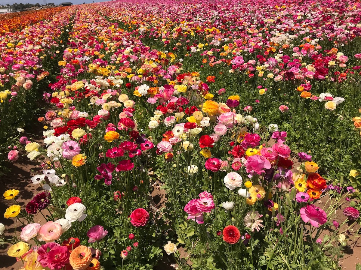 9 consejos para visitar los hermosos campos de flores de Carlsbad esta primavera - 11