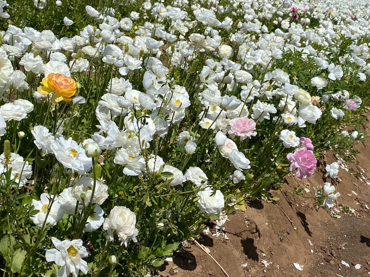 9 consejos para visitar los hermosos campos de flores de Carlsbad esta primavera - 7