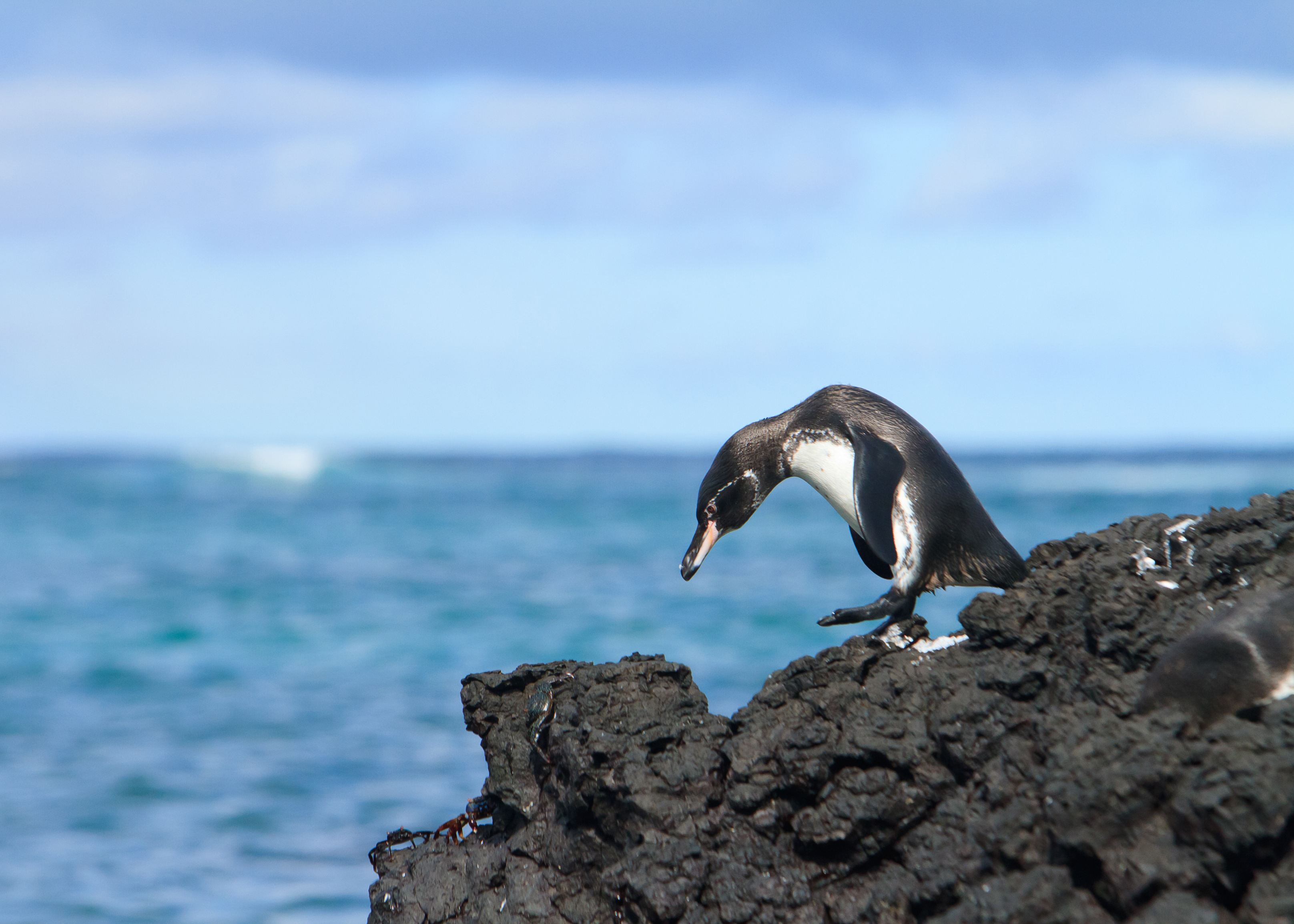 7 lugares para ver pingüinos en la naturaleza - 9