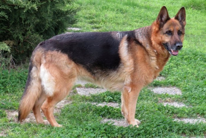 9 razas de perros alemanes: tipos de perros de Alemania - 7