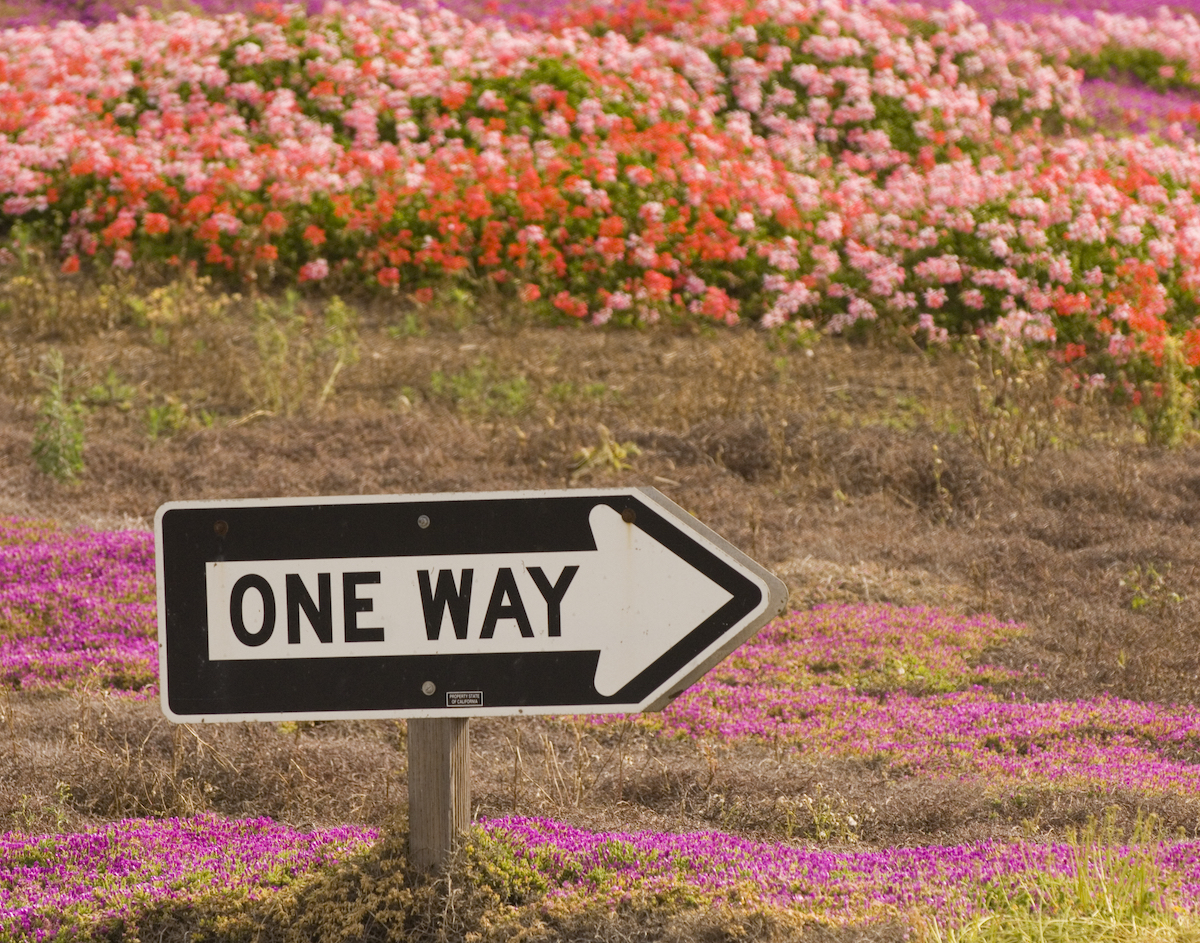 9 consejos para visitar los hermosos campos de flores de Carlsbad esta primavera - 3