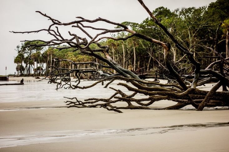 12 mejores playas de Carolina del Sur | Las mejores opciones de escape - 19