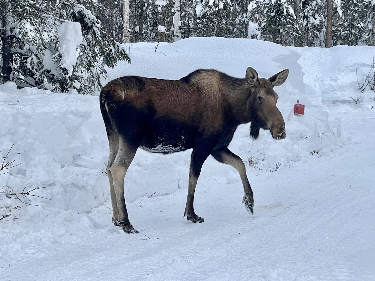 4 cosas que debe saber para ver al Moose en Alaska - 11