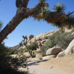 Joshua Tree to Death Valley: 9 paradas en el perfecto viaje por carretera del desierto