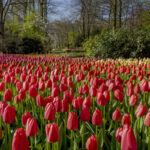 7 mejores destinos europeos para flores de primavera