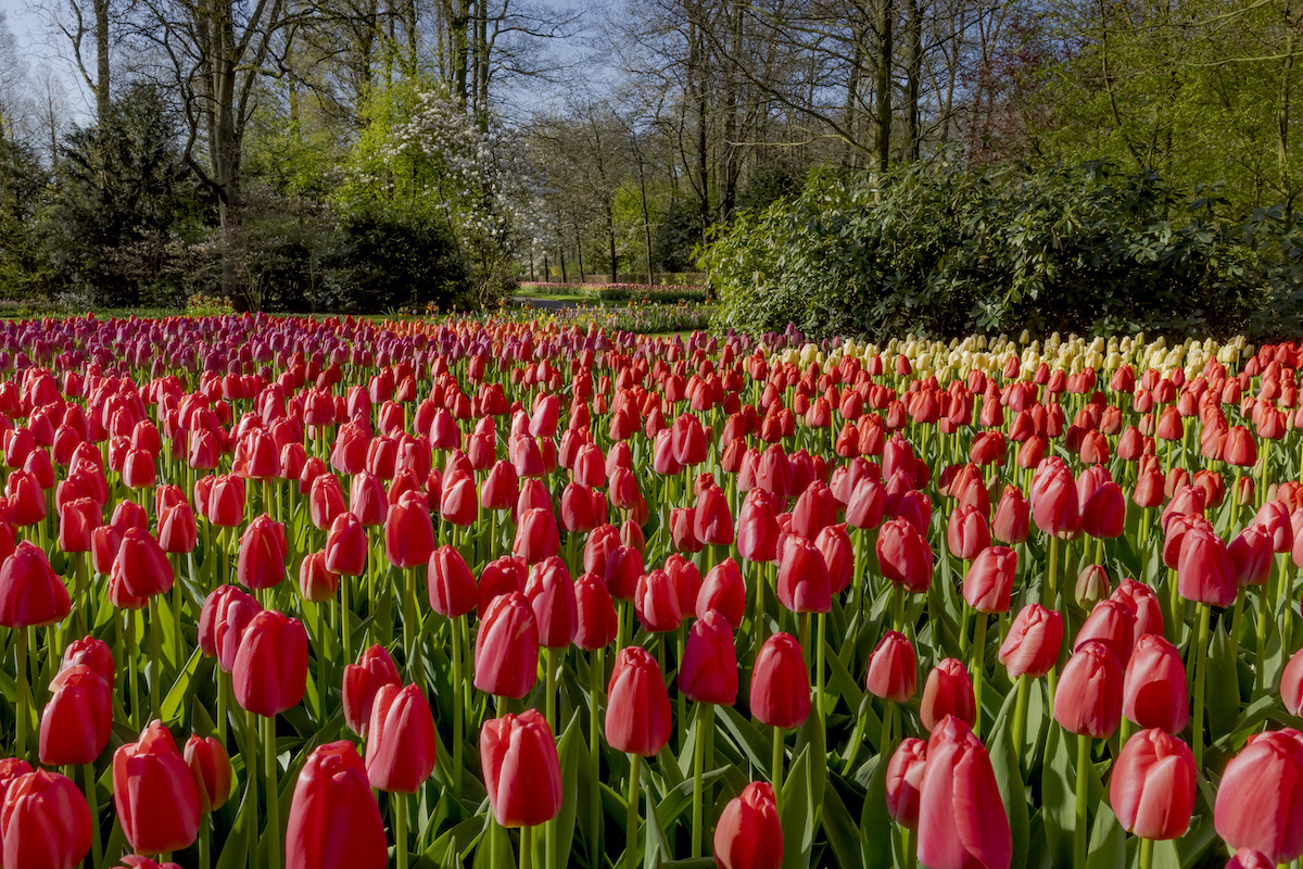 7 mejores destinos europeos para flores de primavera - 3