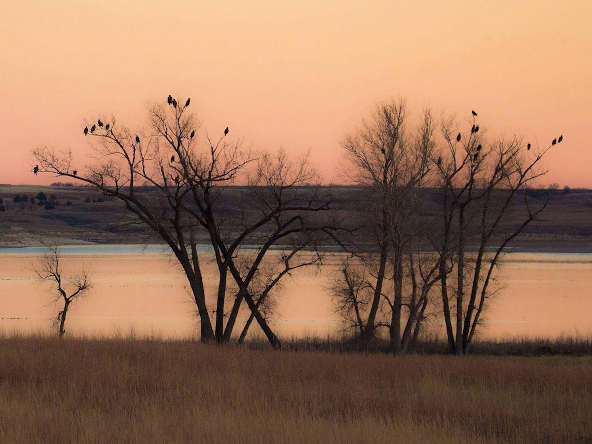 12 lugares increíbles en Kansas para ver águilas calvas este invierno - 15