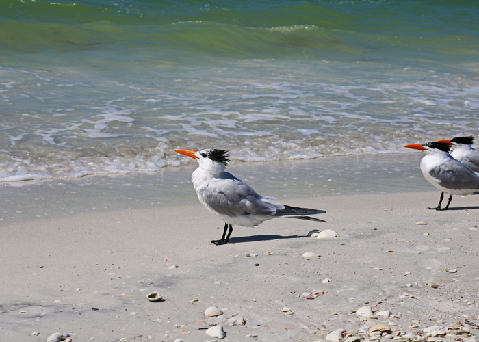10 mejores playas en (y cerca) de Fort Myers, Florida - 17