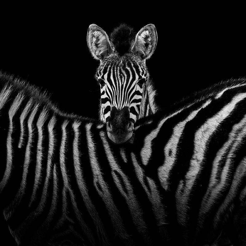 8 retratos de animales en blanco y negro que te dejarán boquiabierto - 103