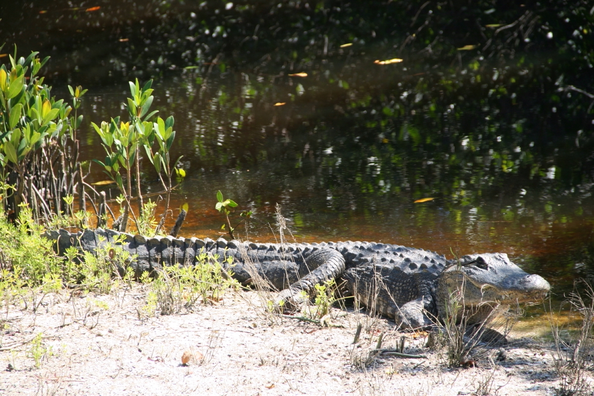 11 mejores lugares para detectar la icónica vida silvestre de Florida - 13