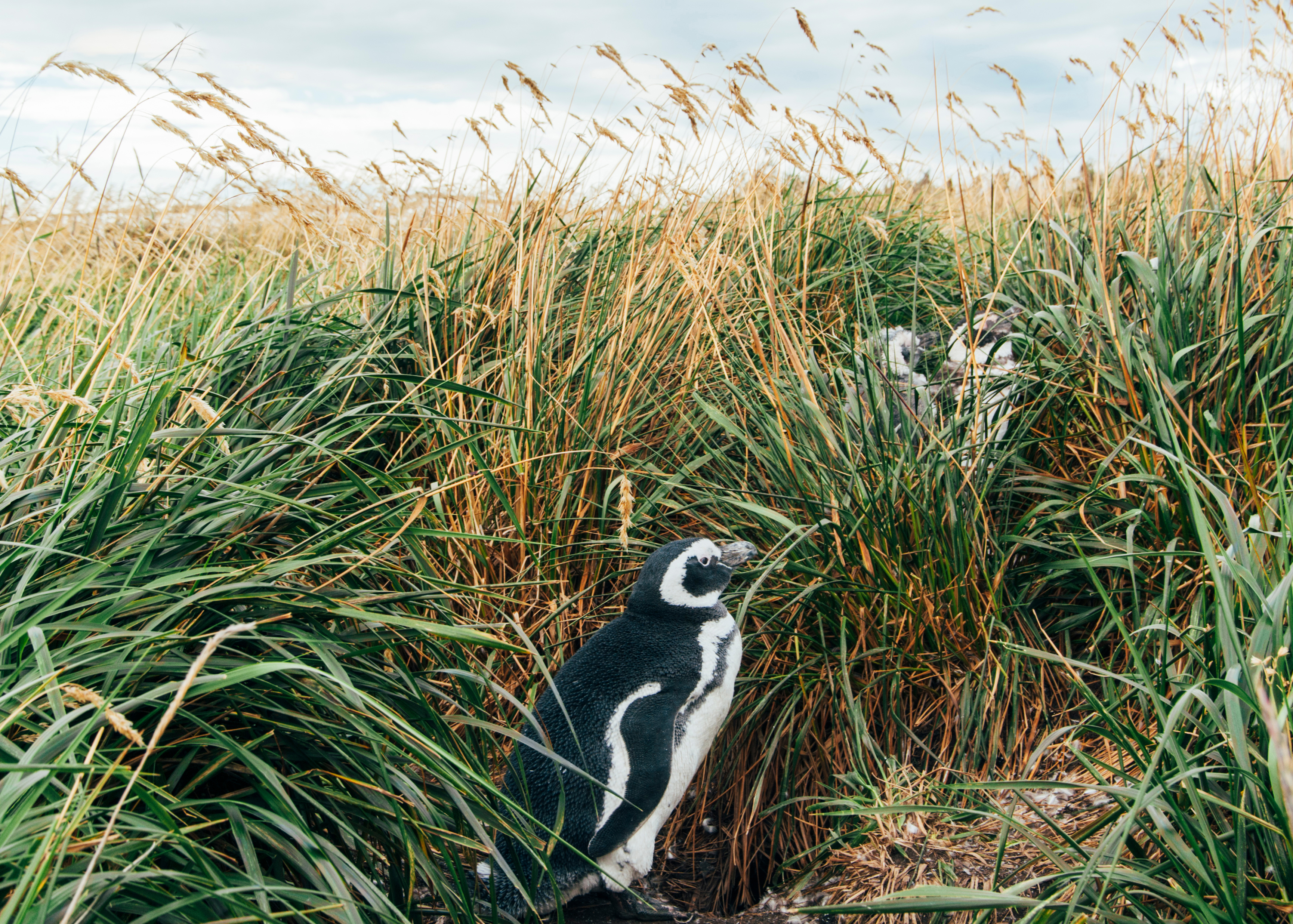 7 lugares para ver pingüinos en la naturaleza - 13