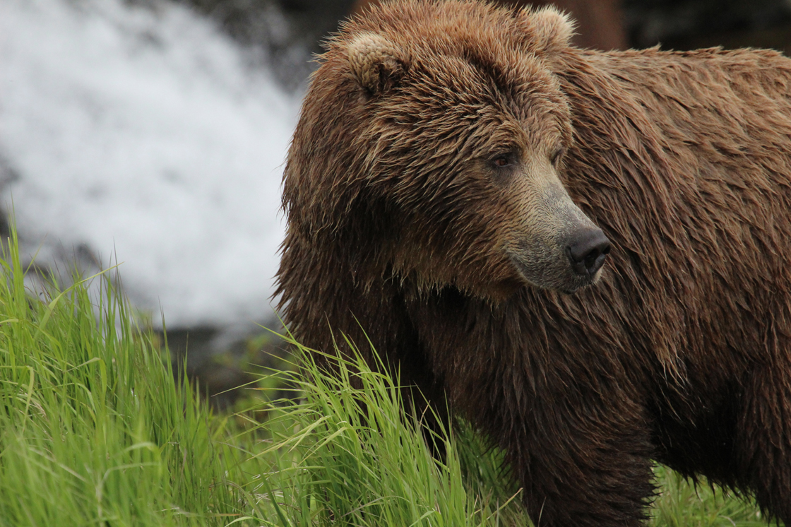 Los 5 parques nacionales que debes explorar cerca de Anchorage, AK - 19