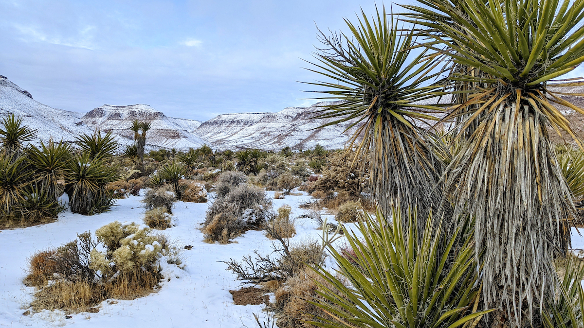 3 hermosos parques nacionales del desierto para visitar durante el invierno - 7