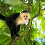 9 Experiencias de vida silvestre increíbles en Costa Rica