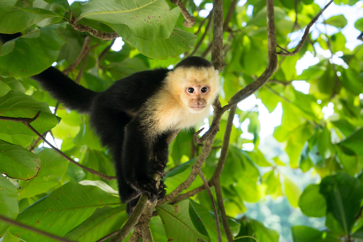 9 Experiencias de vida silvestre increíbles en Costa Rica - 3