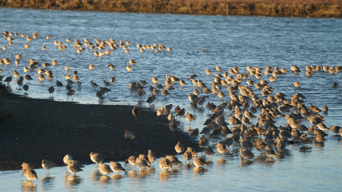 5 mejores lugares para observación de aves cerca de la bahía de Monterey - 7
