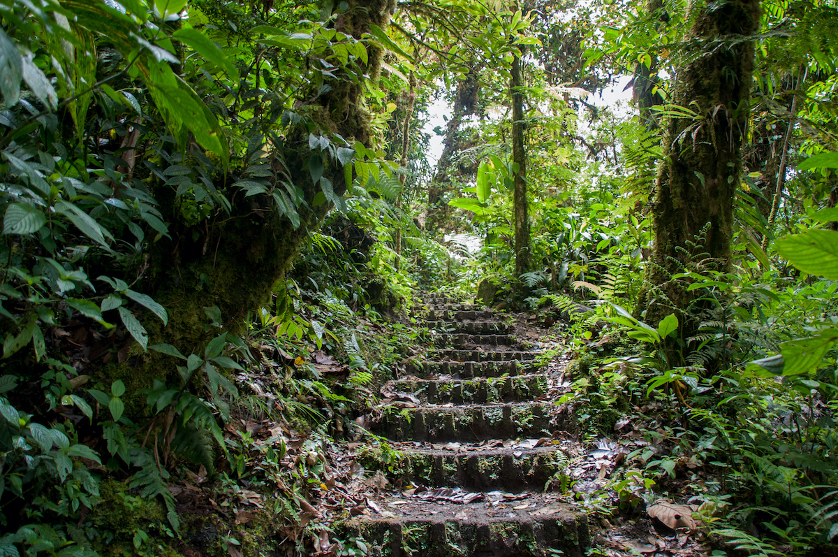 5 mejores cosas que hacer en el bosque nuboso de Monteverde de Costa Rica - 3