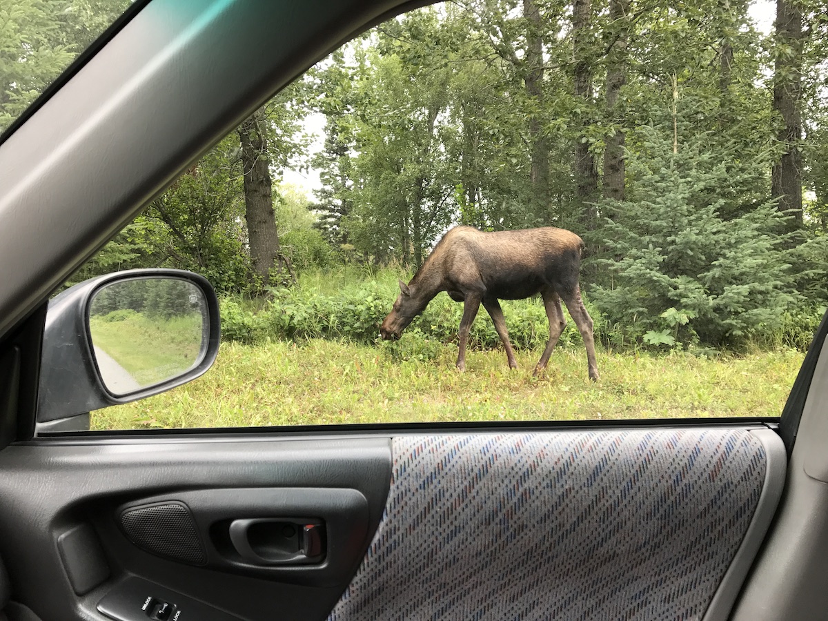 4 cosas que debe saber para ver al Moose en Alaska - 7