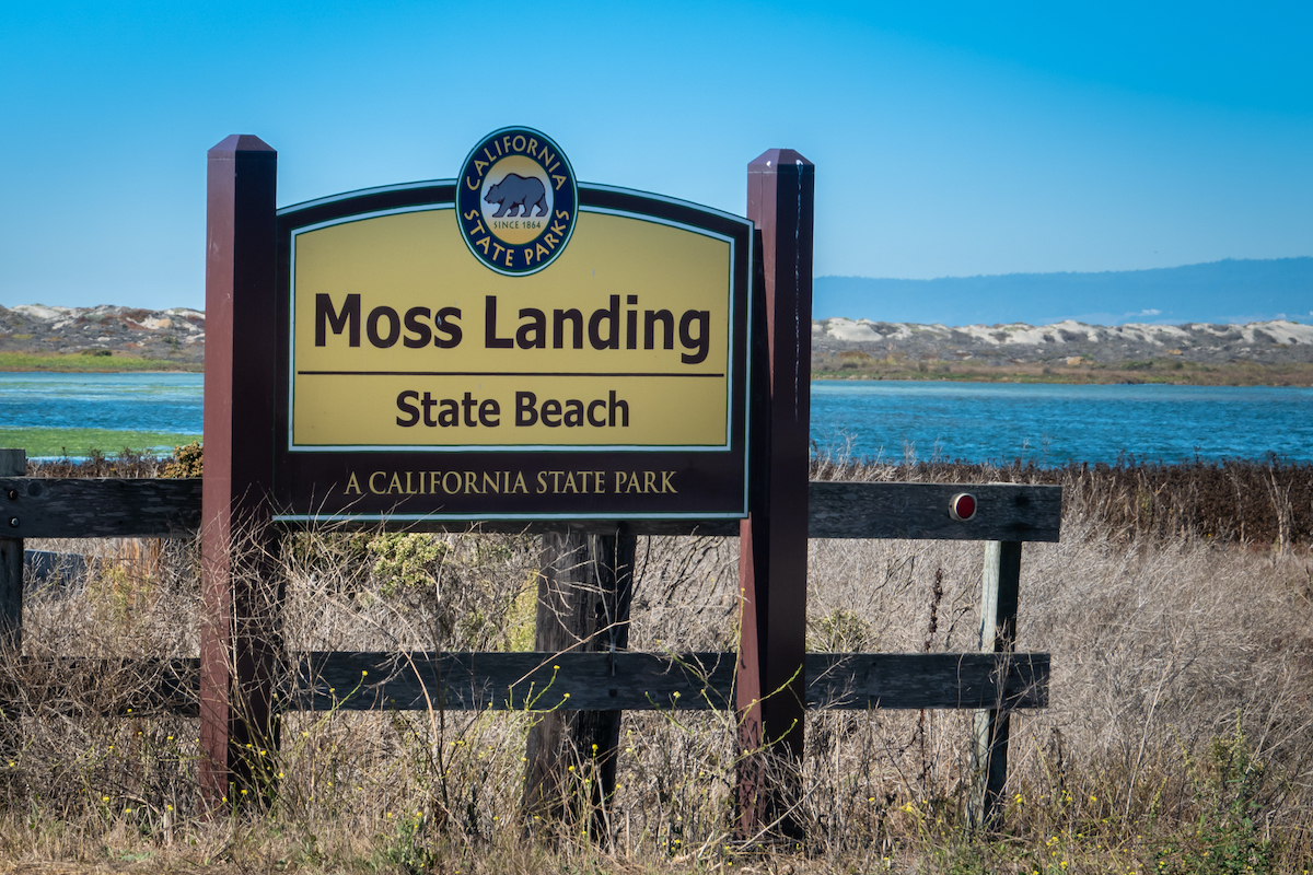 5 mejores lugares para observación de aves cerca de la bahía de Monterey - 9
