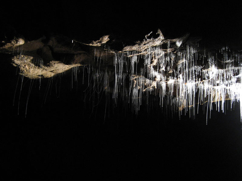 Cuevas de lombrices de brillo de Waitomo en Nueva Zelanda - 15