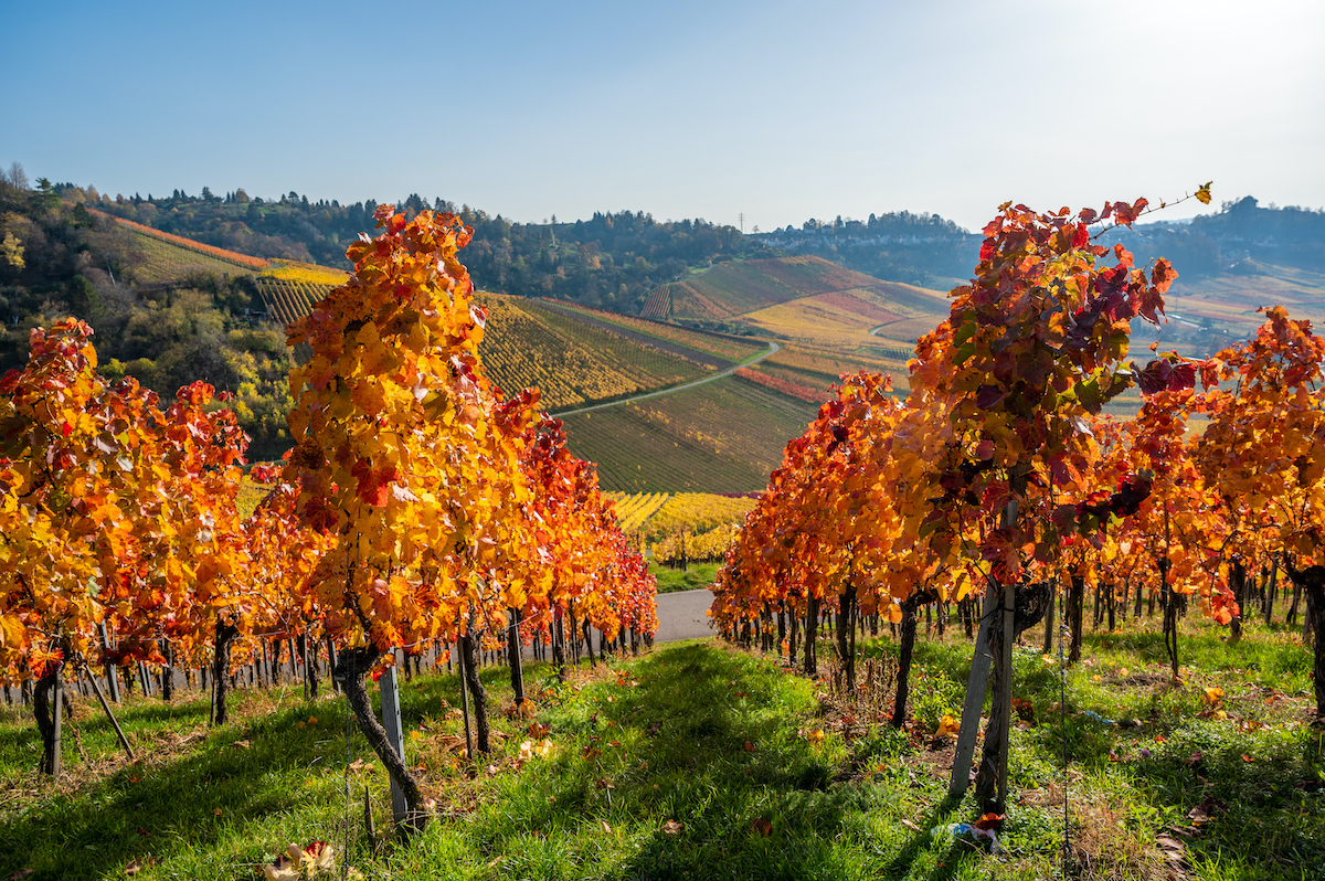7 Mejores destinos de degustación de vinos de otoño en Alemania - 17