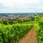 7 Mejores destinos de degustación de vinos de otoño en Alemania