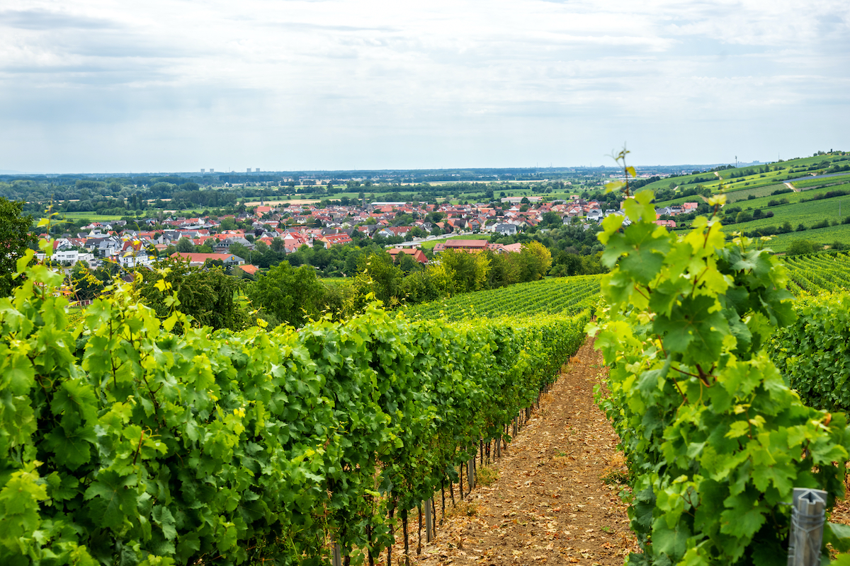 7 Mejores destinos de degustación de vinos de otoño en Alemania - 3