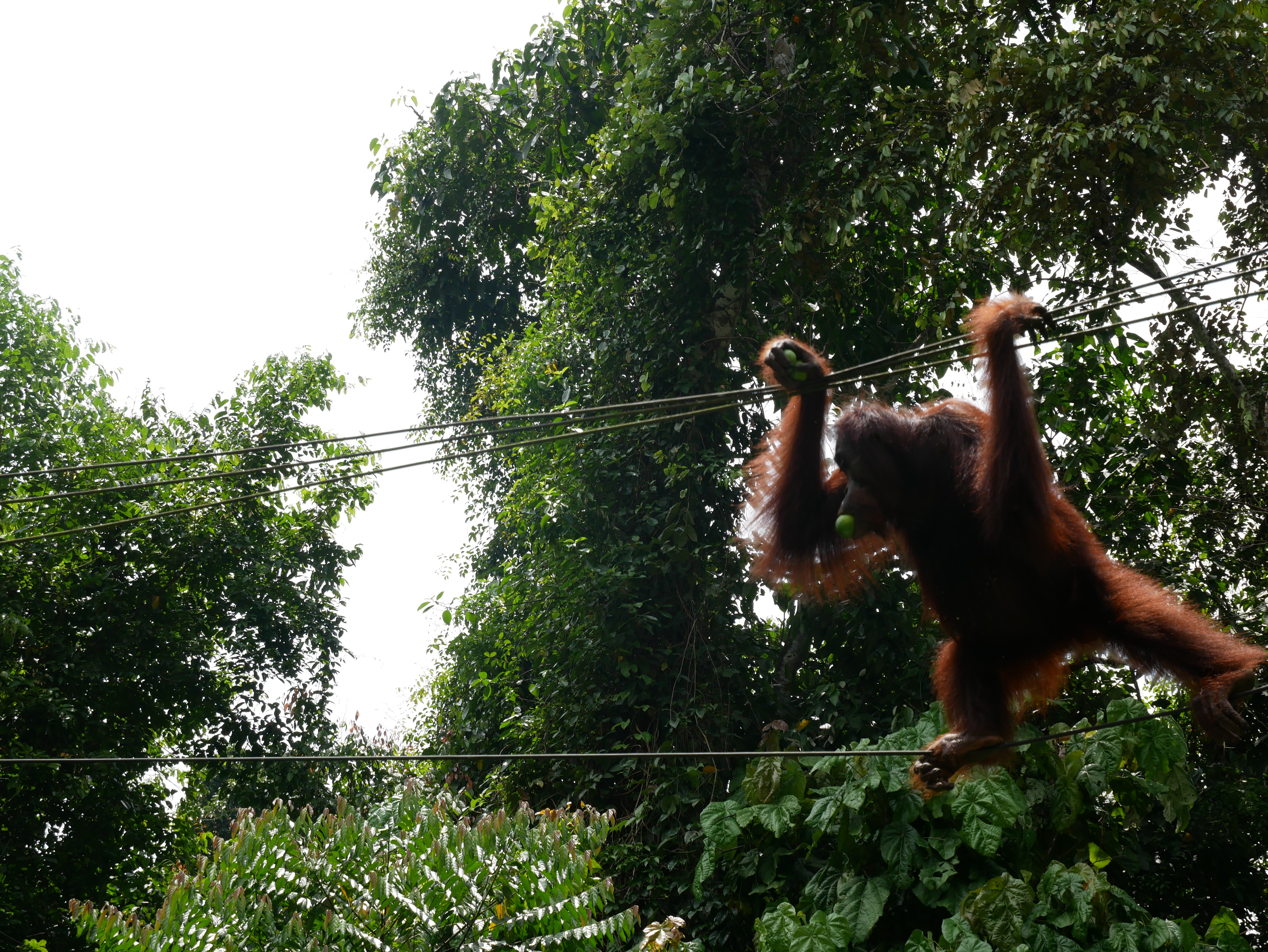 5 formas de viajar a Borneo de manera responsable - 7