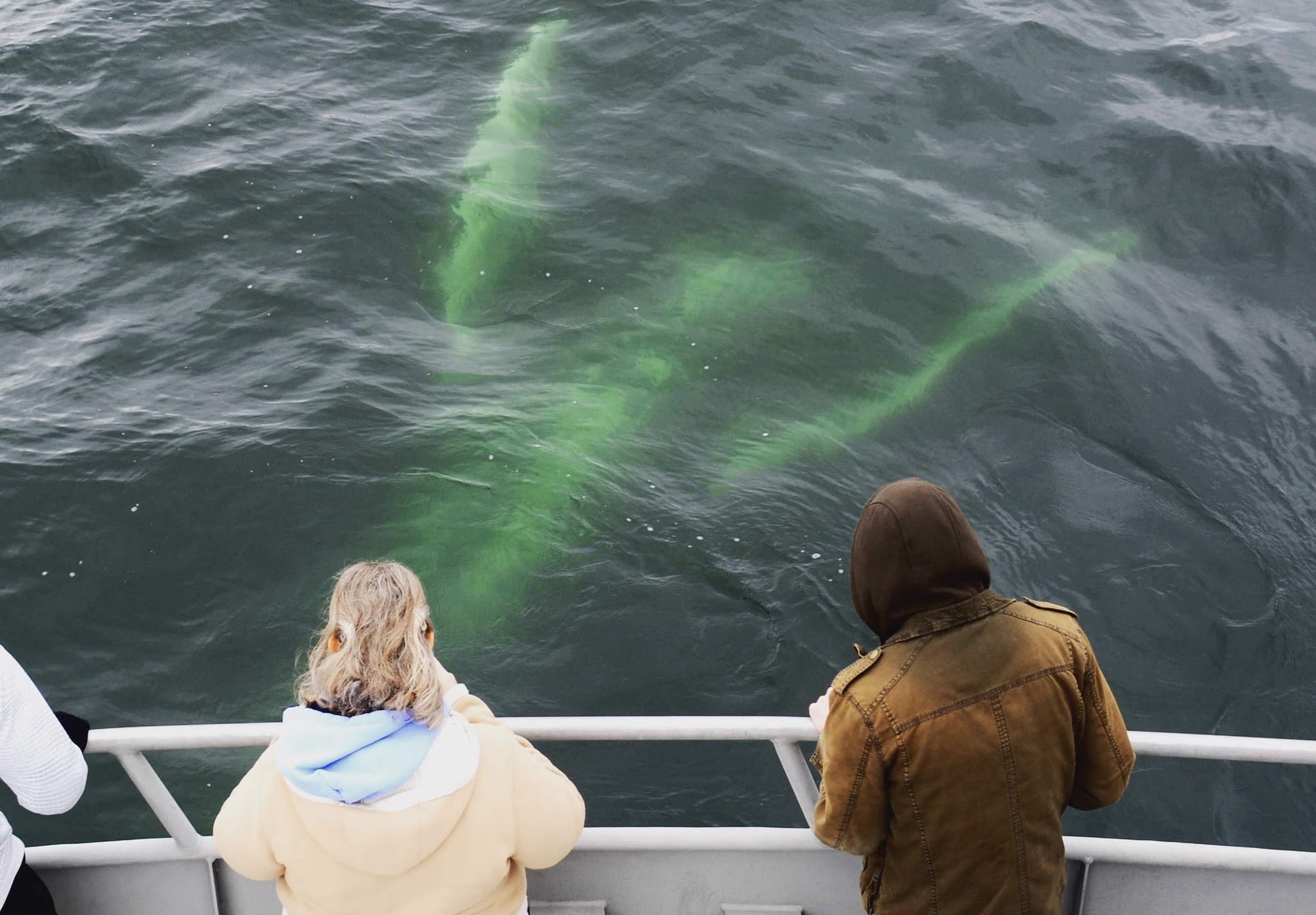 Los 10 mejores destinos de observación de ballenas en los EE. UU. - 15