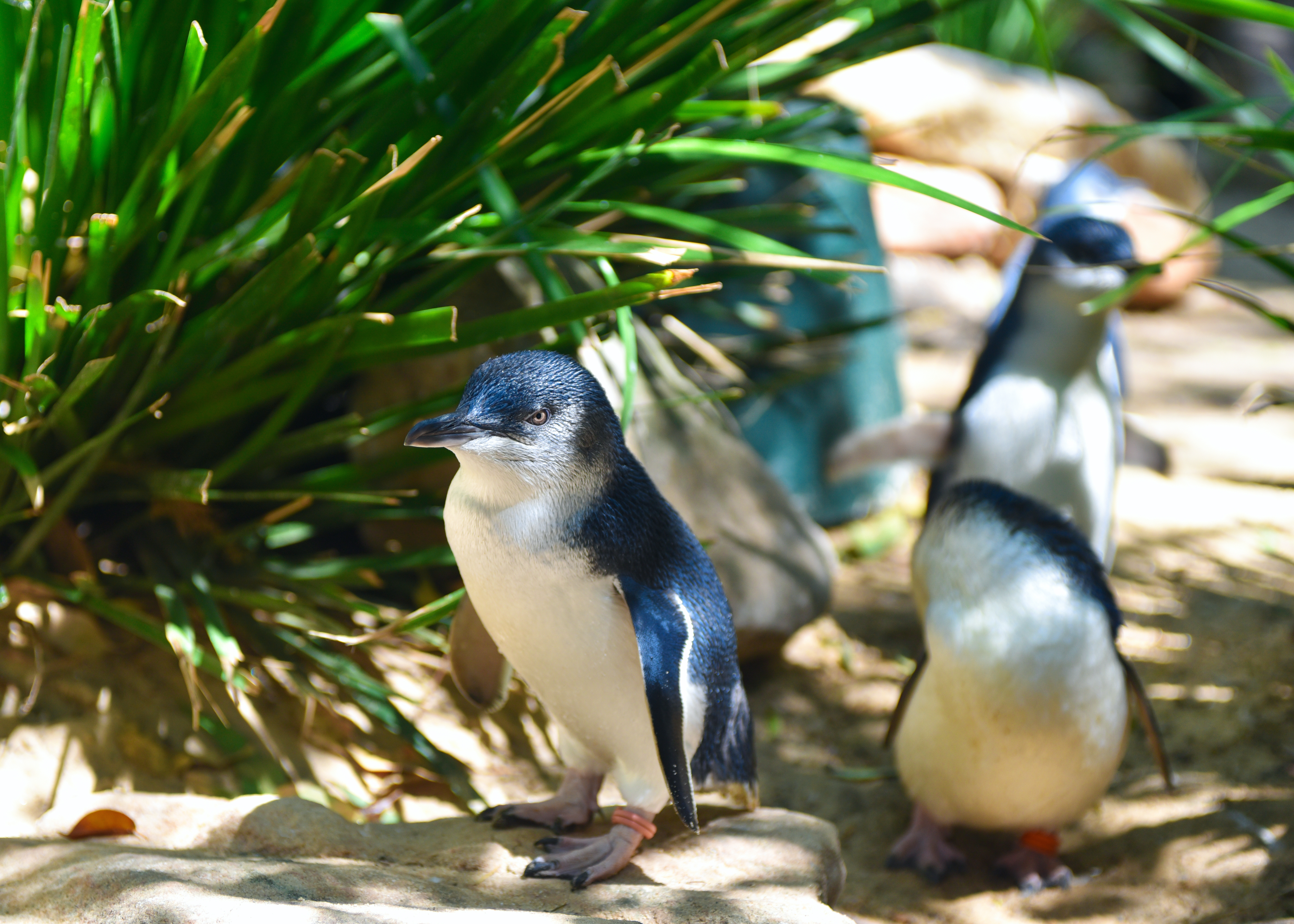 7 lugares para ver pingüinos en la naturaleza - 17