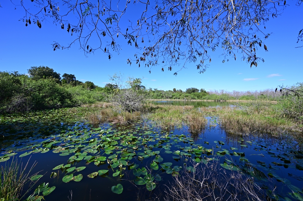 7 INCREÍBLES parques nacionales y conservas para visitar en el sur de Florida - 11