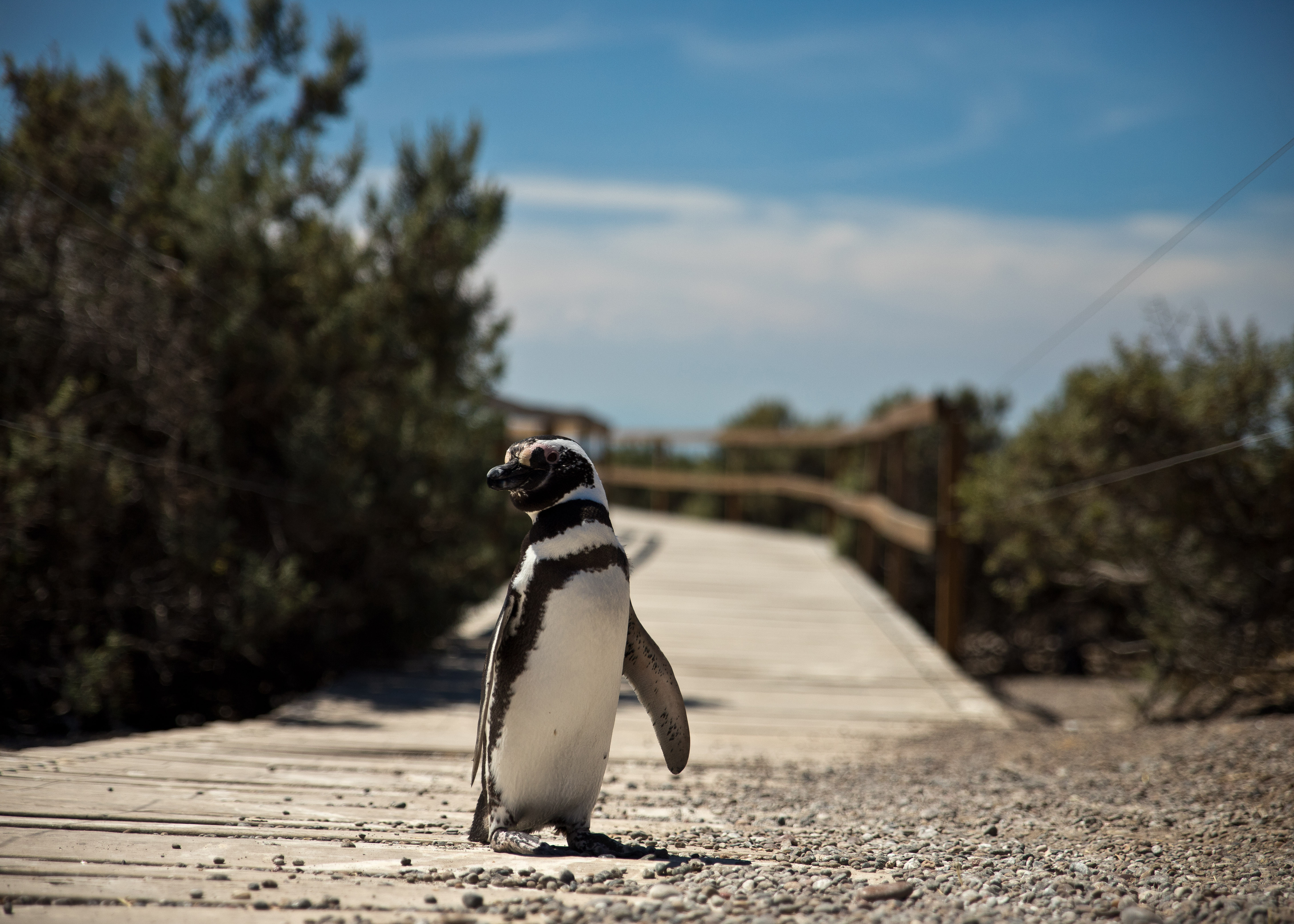 7 lugares para ver pingüinos en la naturaleza - 7