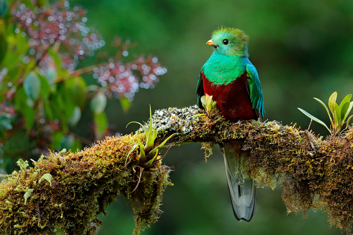 5 mejores cosas que hacer en el bosque nuboso de Monteverde de Costa Rica - 7