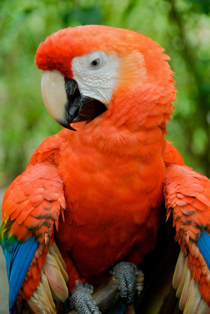 5 mejores cosas que hacer en el bosque nuboso de Monteverde de Costa Rica - 9
