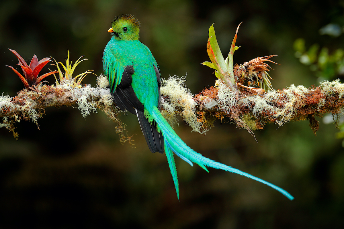 9 Experiencias de vida silvestre increíbles en Costa Rica - 7
