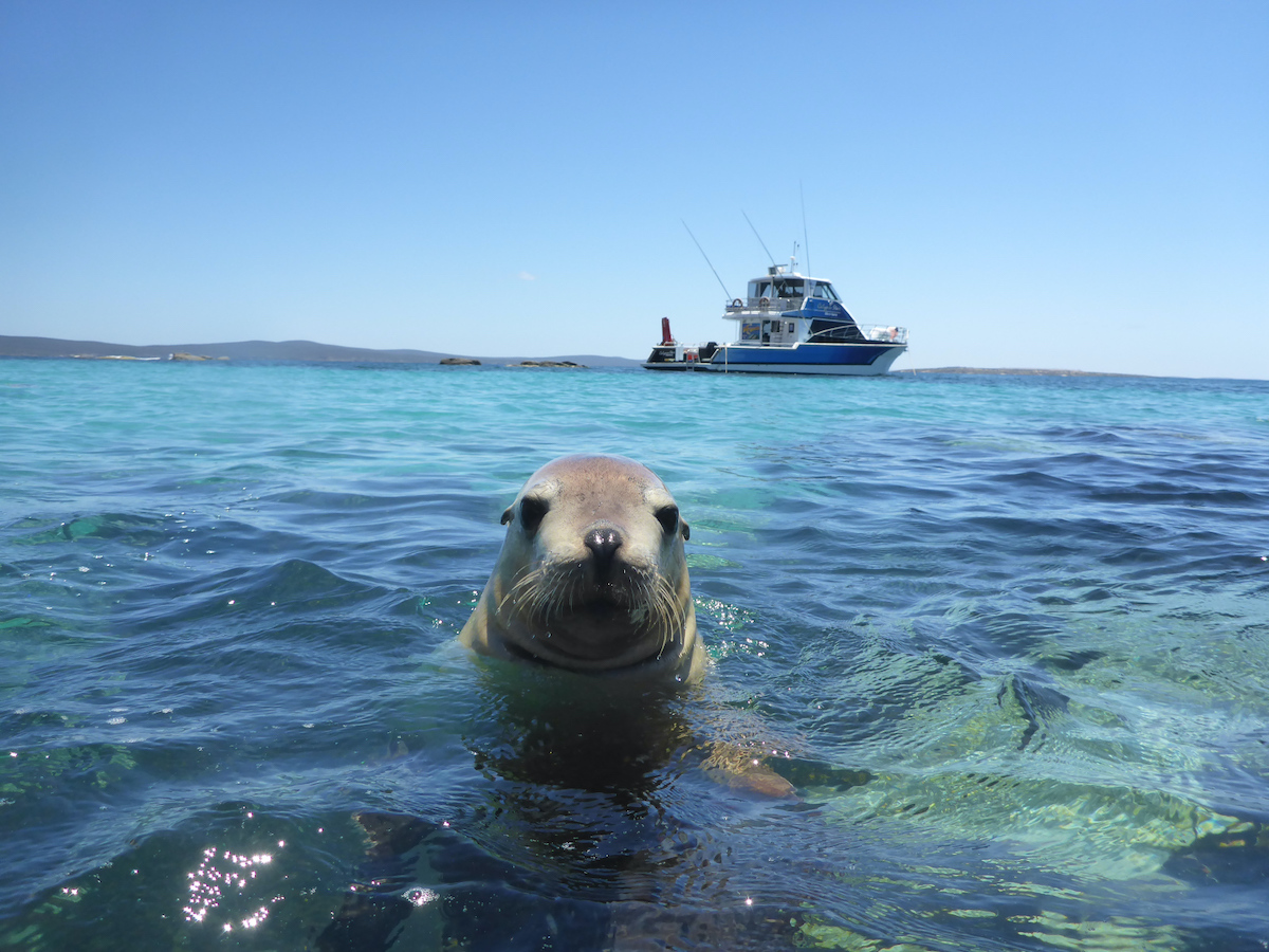 Las mejores experiencias con los animales más lindos de Australia - 33
