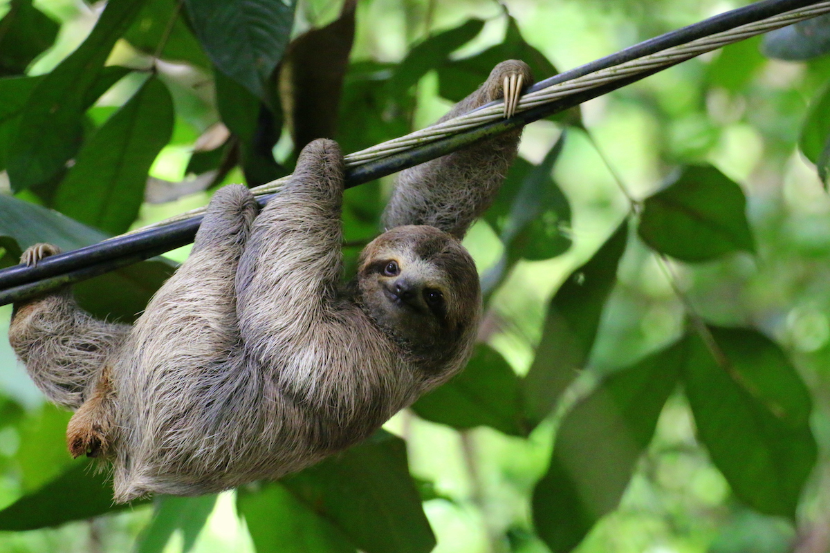 9 Experiencias de vida silvestre increíbles en Costa Rica - 13