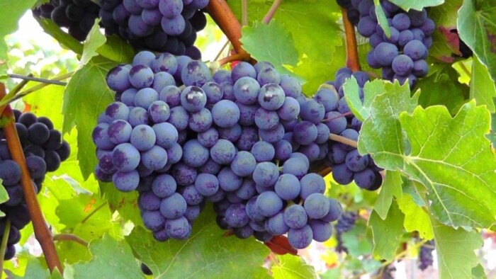 11 mejores bodegas en Temecula para visitar | Top Vineyard Tours - 405
